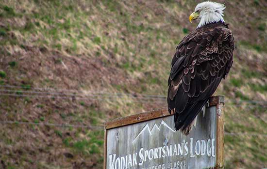 Kodiak Sportsmans Lodge