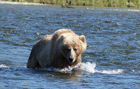 Kodiak Wilderness Adventures 